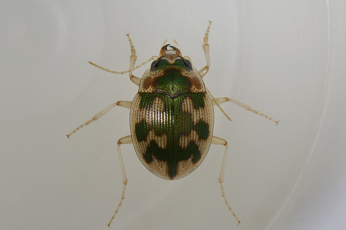 Omophron limbatum, Carabidae